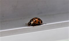 Harmonia axyridis
