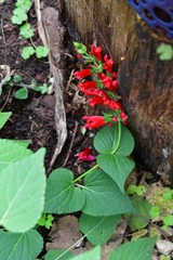 Salvia holwayi