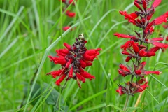 Salvia holwayi
