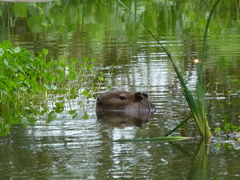 Hydrochoerus isthmius