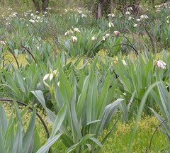 Crinum glaucum