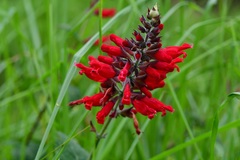 Salvia holwayi