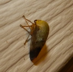 Smiliinae