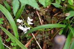 Cuitlauzina pulchella