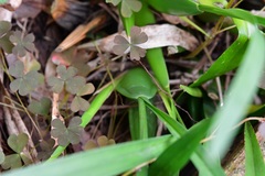 Cuitlauzina pulchella