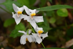 Cuitlauzina pulchella