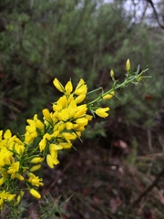 Ulex parviflorus parviflorus