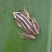 Pyjama Spiny Reed Frog - Photo (c) ONG ODDB, some rights reserved (CC BY-NC-ND), uploaded by ONG ODDB