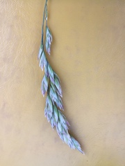 Poa macrantha