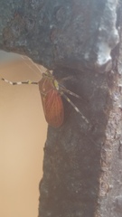 Aetalion reticulatum