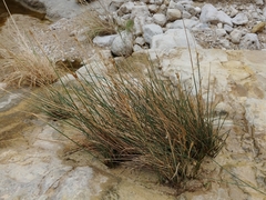 Juncus rigidus