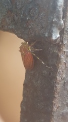 Aetalion reticulatum