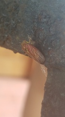 Aetalion reticulatum