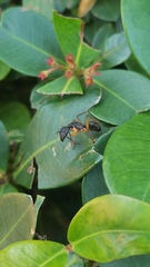 Camponotus renggeri