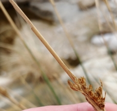 Juncus rigidus