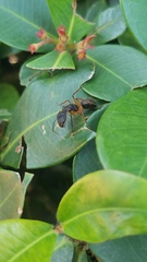 Camponotus renggeri