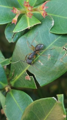 Camponotus renggeri