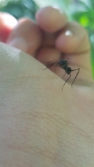 Gigantiops destructor