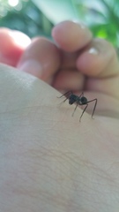 Gigantiops destructor