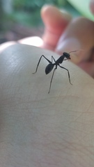 Gigantiops destructor