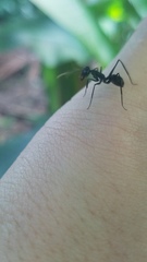 Gigantiops destructor