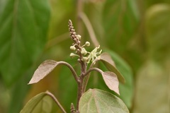 Croton guatemalensis