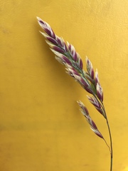 Poa macrantha
