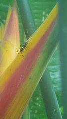 Gigantiops destructor