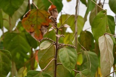 Croton guatemalensis