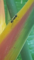 Gigantiops destructor