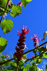 Salvia wagneriana