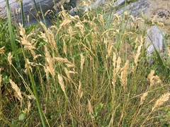 Poa macrantha