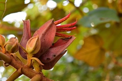 Chiranthodendron pentadactylon