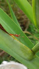 Ricolla quadrispinosa