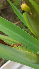 Ricolla quadrispinosa