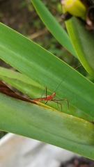 Ricolla quadrispinosa