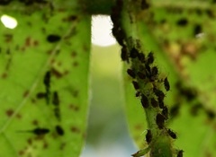 Microparsus brasiliensis