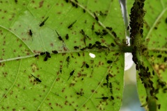 Microparsus brasiliensis