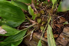 Stanhopea graveolens