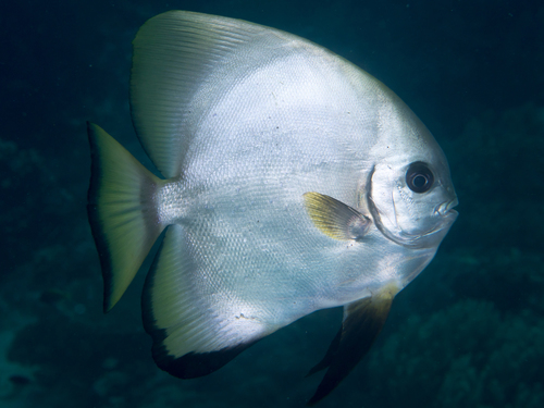 Platax boersii Bleeker, 1853