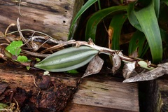 Stanhopea graveolens