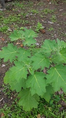 Solanum mammosum