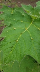 Solanum mammosum