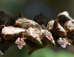 Platycotis tuberculata