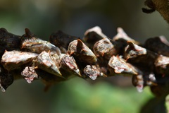 Platycotis tuberculata