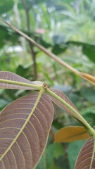 Pheidole xanthogaster