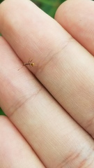 Pheidole xanthogaster