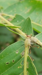 Pheidole xanthogaster