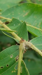 Pheidole xanthogaster