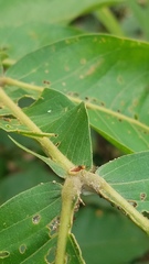 Pheidole xanthogaster